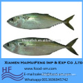 Scientific name of Indian mackerel fish Rastrelliger kanagurta for sale
